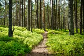 Nature Trails